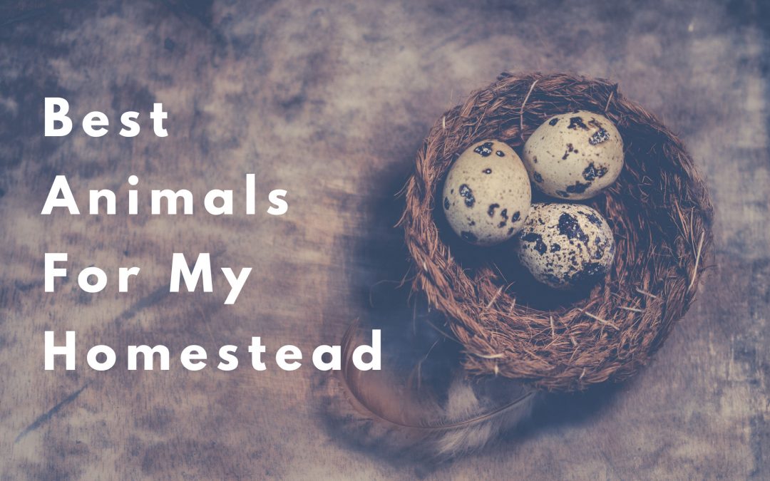 best animals for a homestead