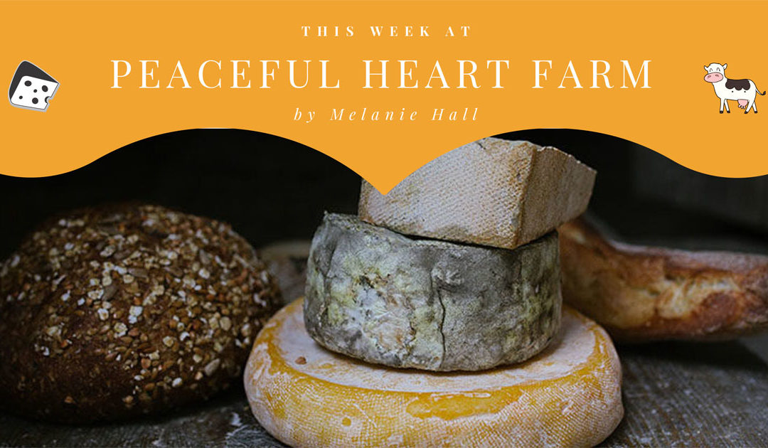 weekly newsletter banner
